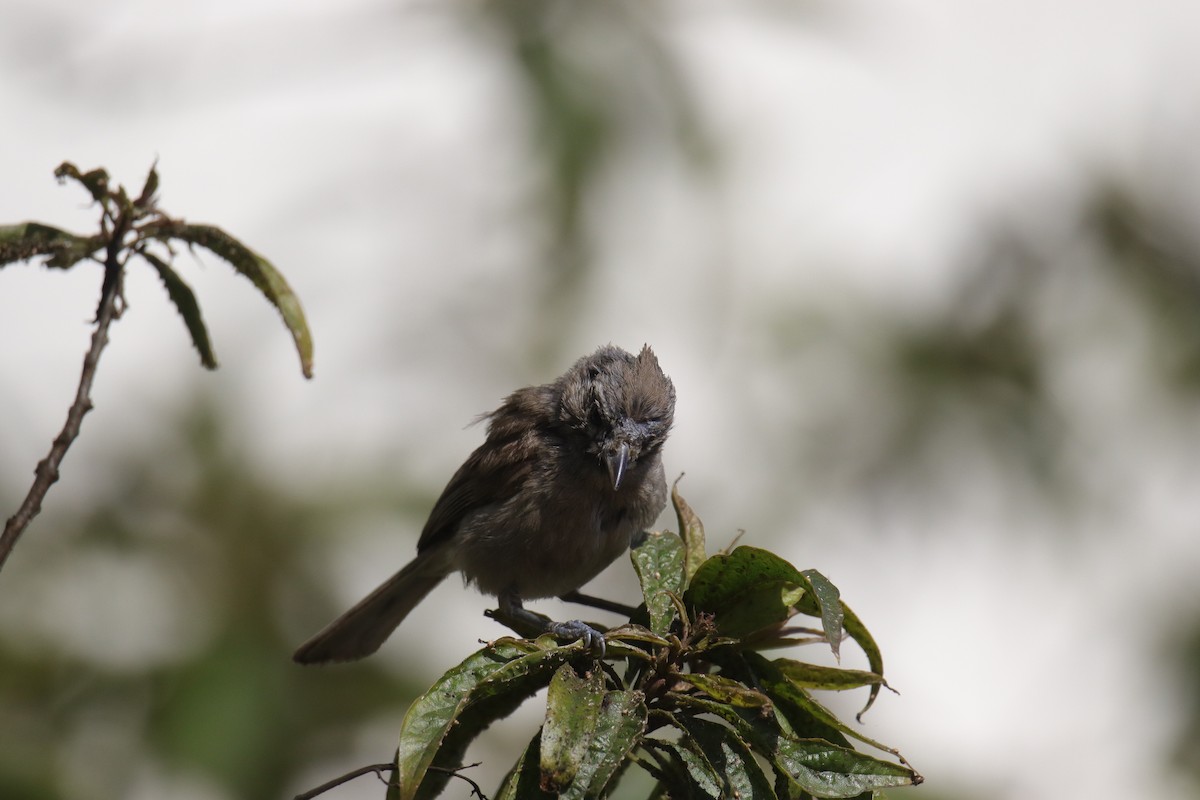 Oak Titmouse - ML620630104