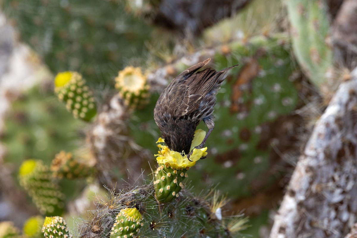 Genovesa Cactus-Finch - ML620630105