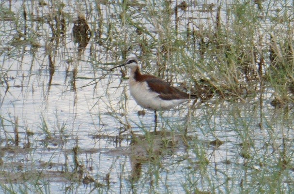 Falaropo Tricolor - ML620630106