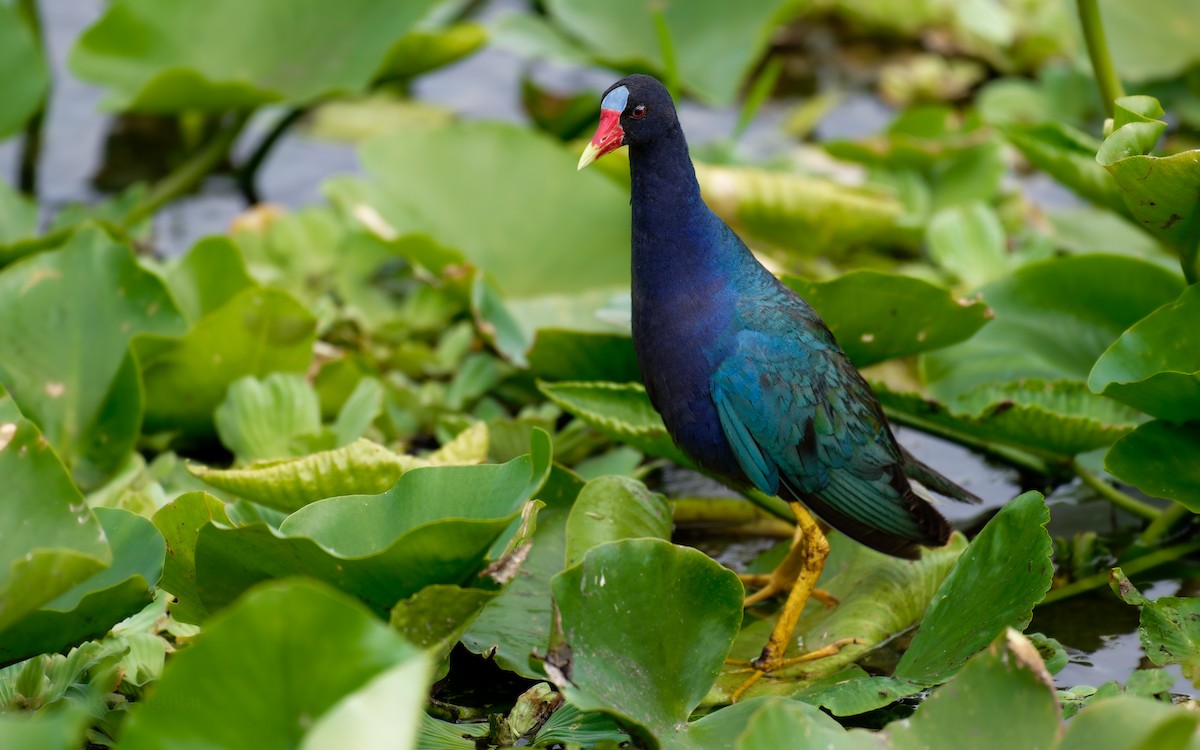 Purple Gallinule - ML620630107