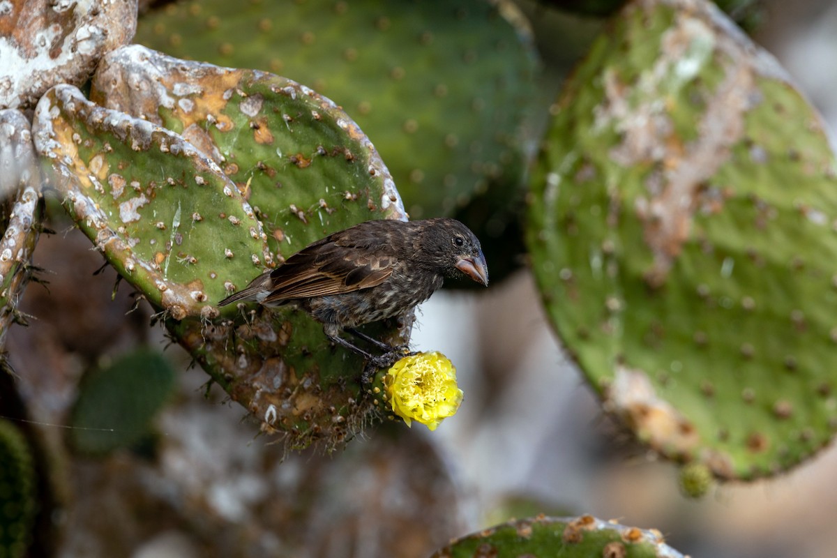 Genovesa Cactus-Finch - ML620630108