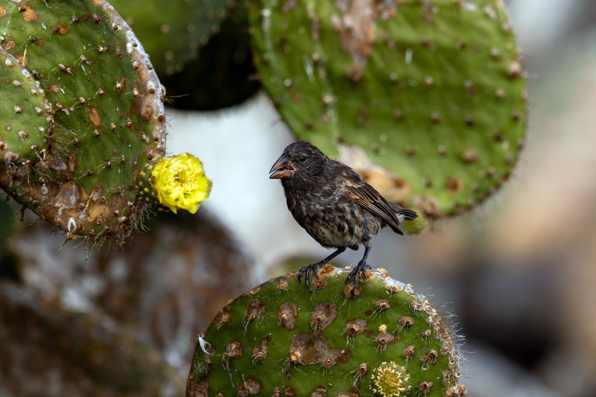 Genovesa Cactus-Finch - ML620630109