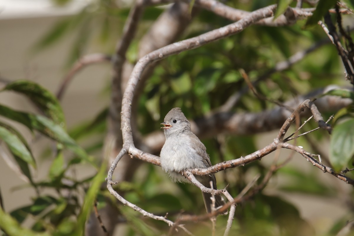 Oak Titmouse - ML620630110