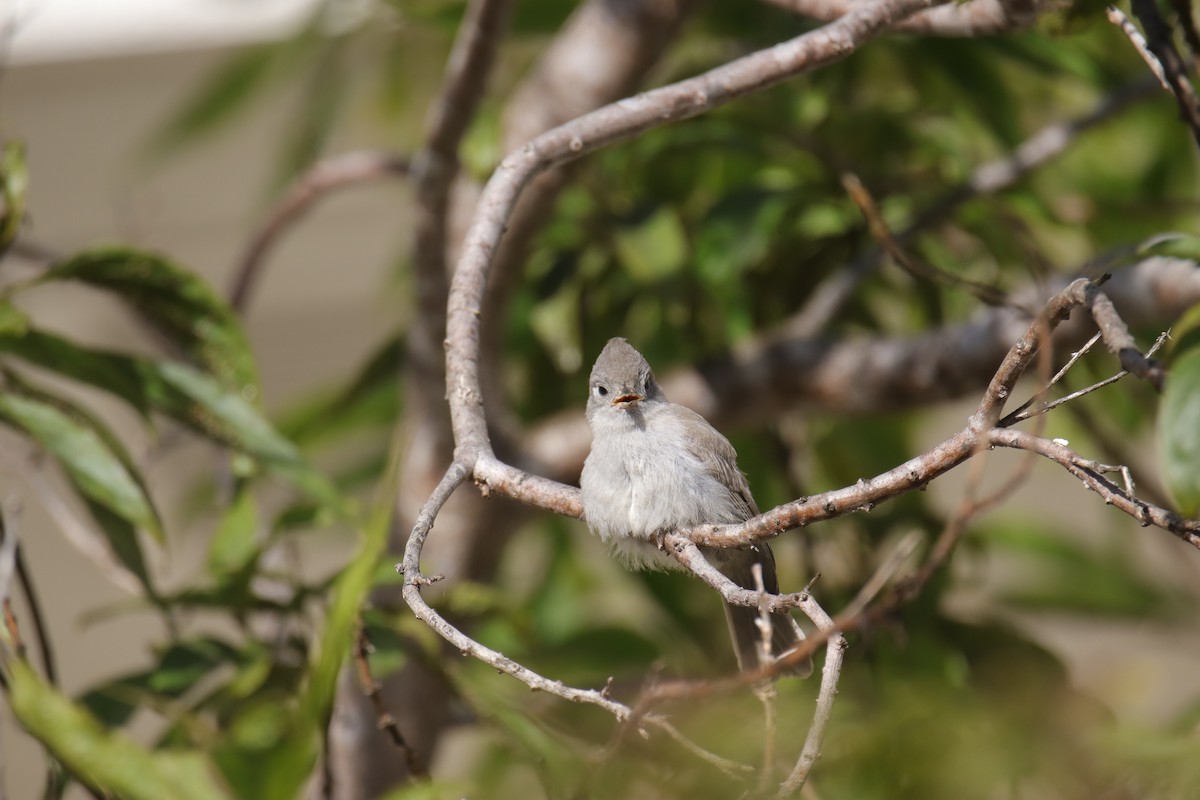 Oak Titmouse - ML620630111