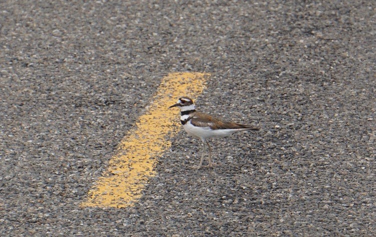 Killdeer - ML620630113