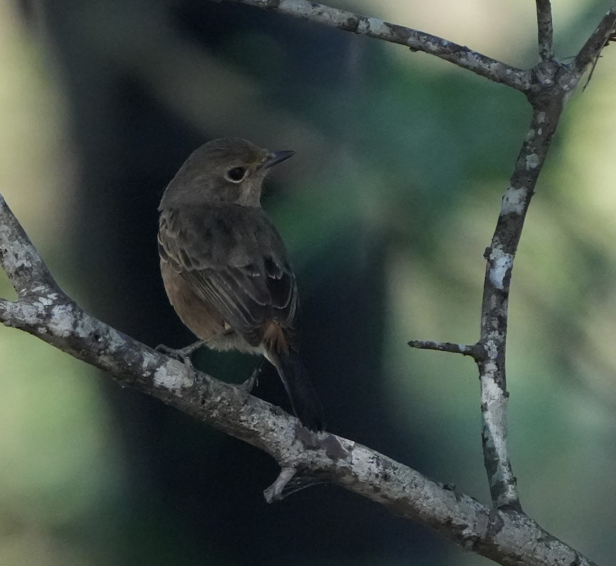 Pied Bushchat - ML620630119