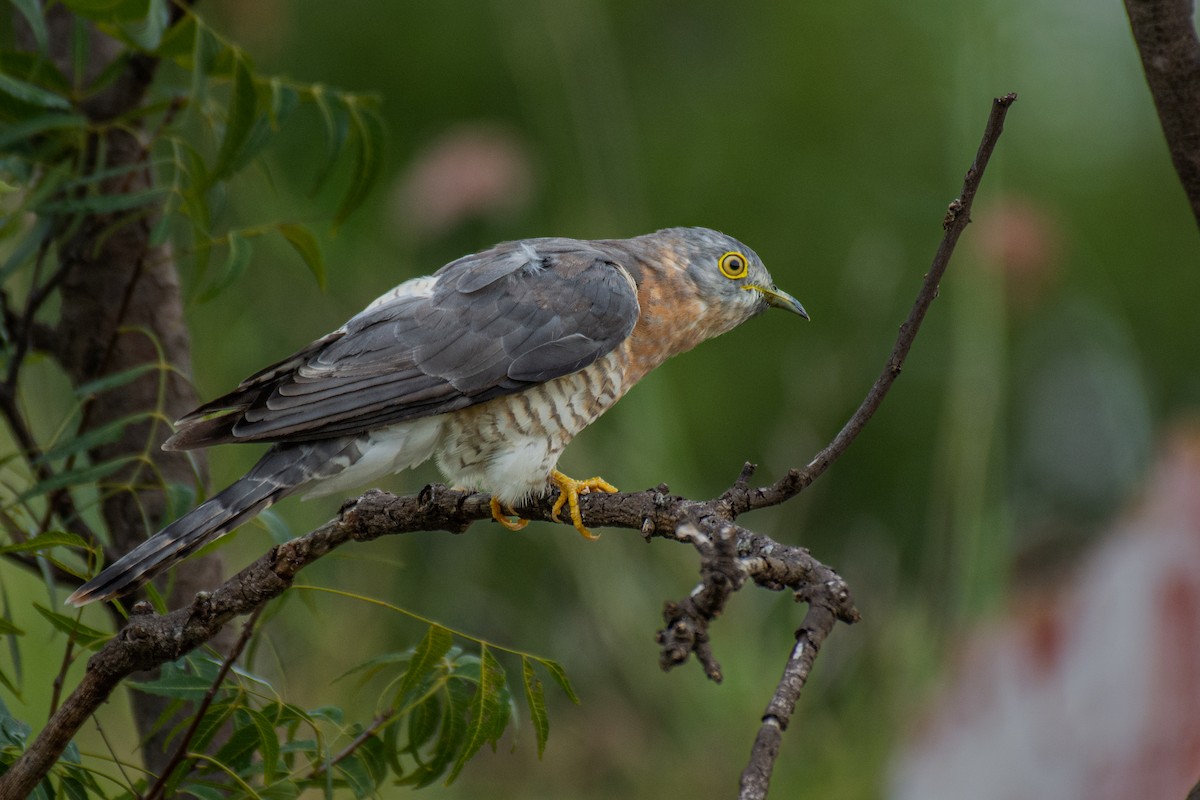 Common Hawk-Cuckoo - ML620630121