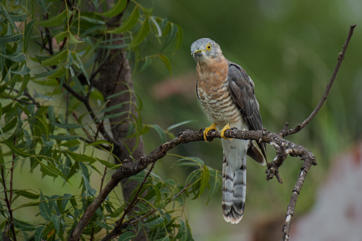 Common Hawk-Cuckoo - ML620630123