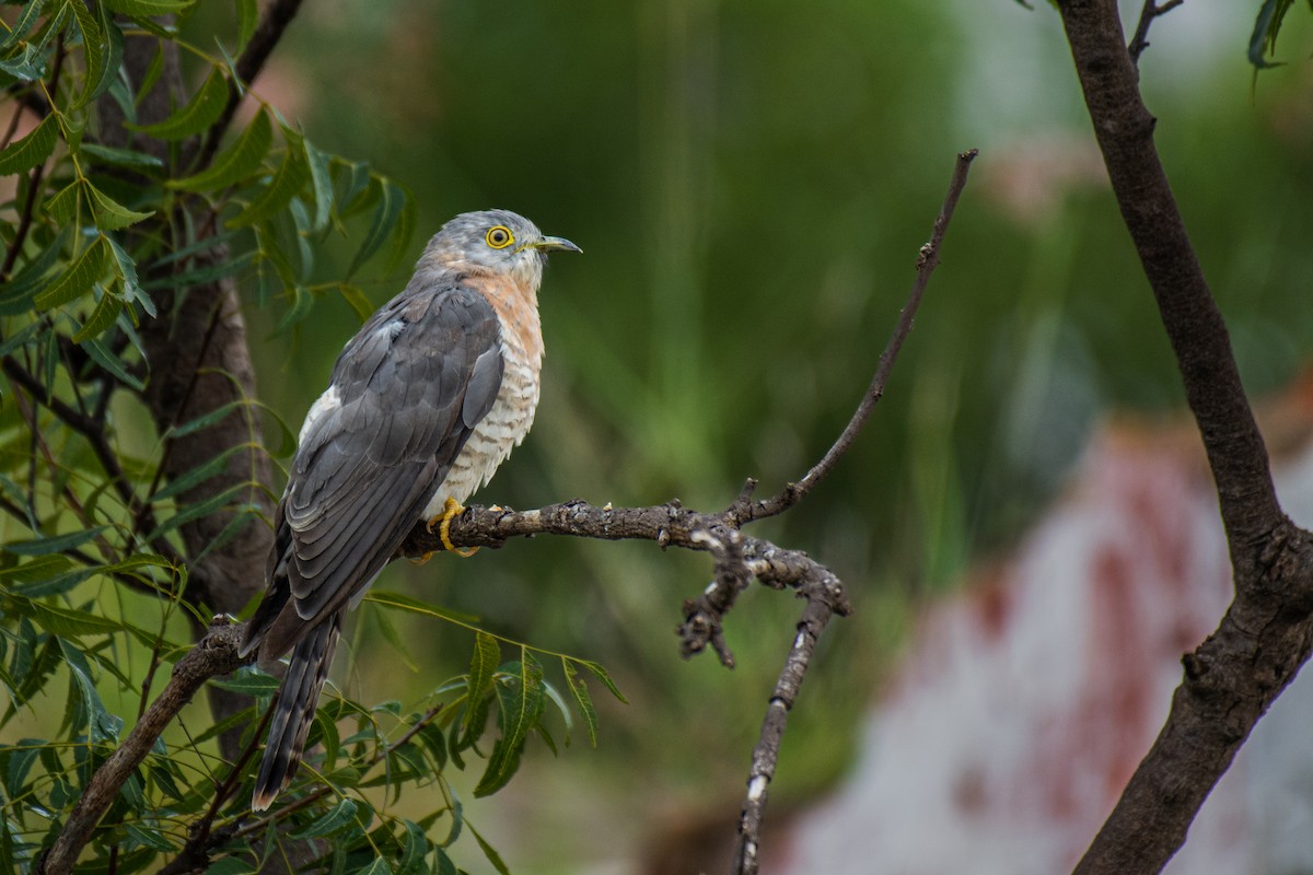 Common Hawk-Cuckoo - ML620630124