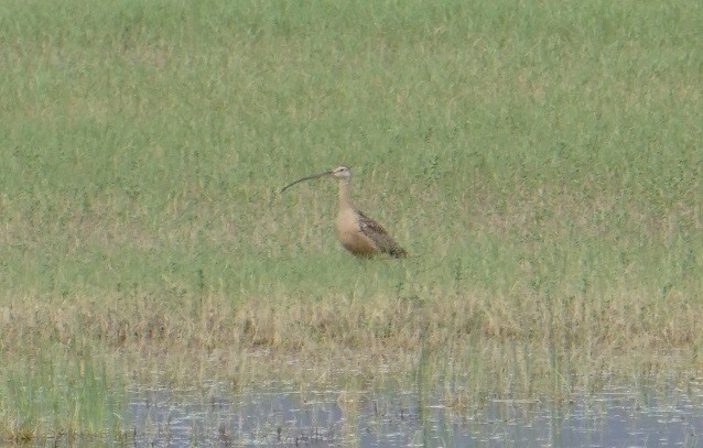 Long-billed Curlew - ML620630127