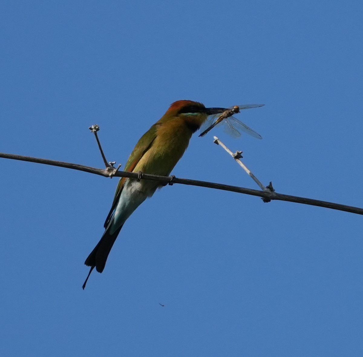 Rainbow Bee-eater - ML620630128