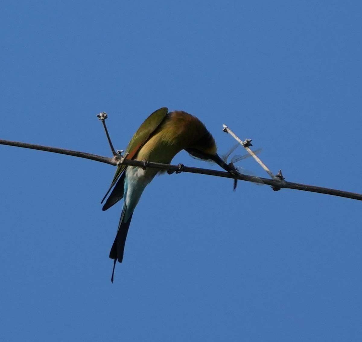 Rainbow Bee-eater - ML620630129