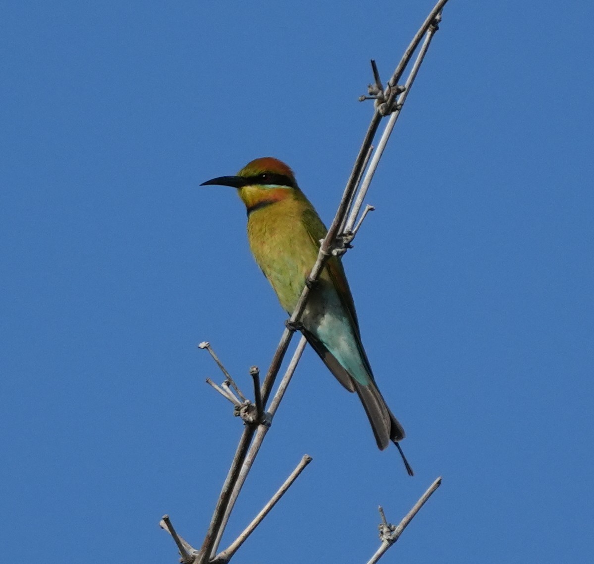 Rainbow Bee-eater - ML620630130