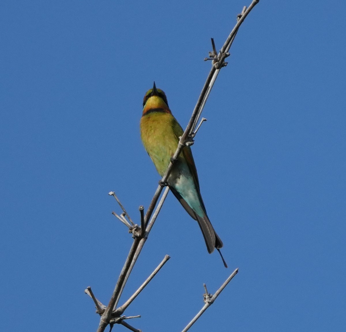 Rainbow Bee-eater - ML620630131