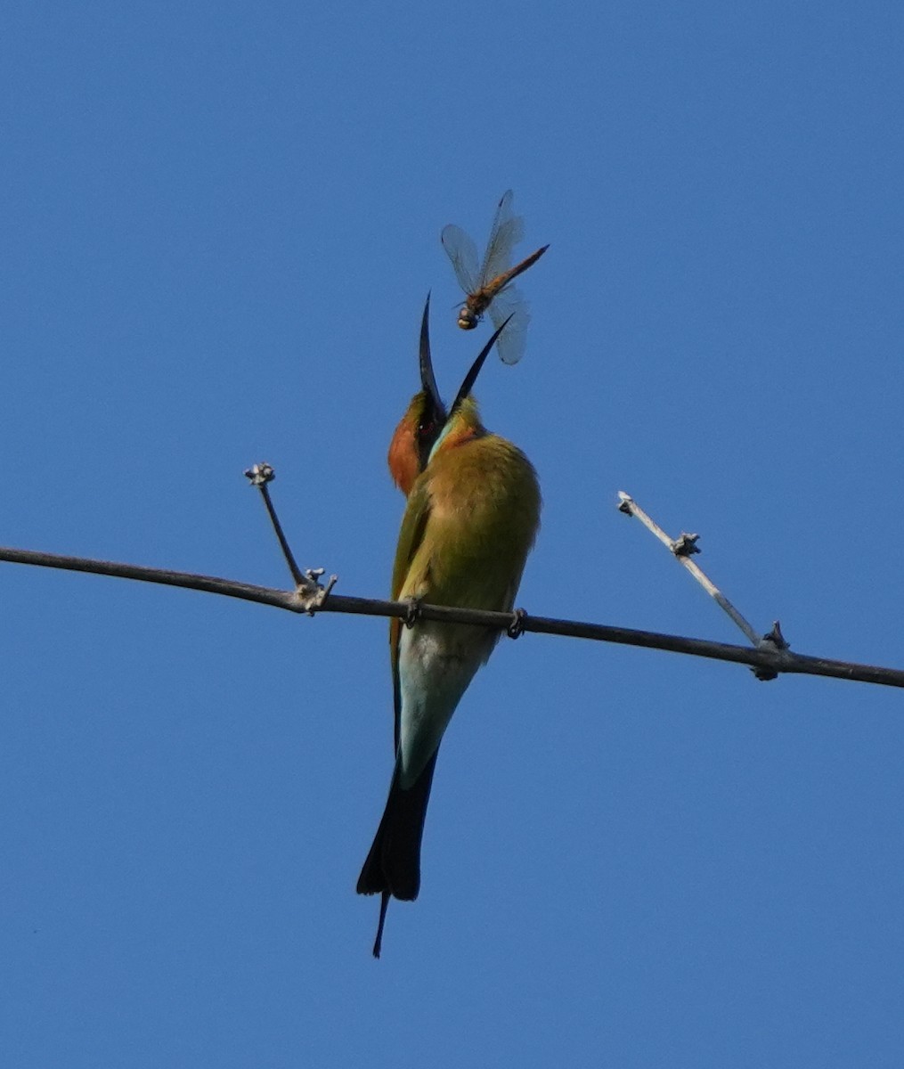 Guêpier arc-en-ciel - ML620630132