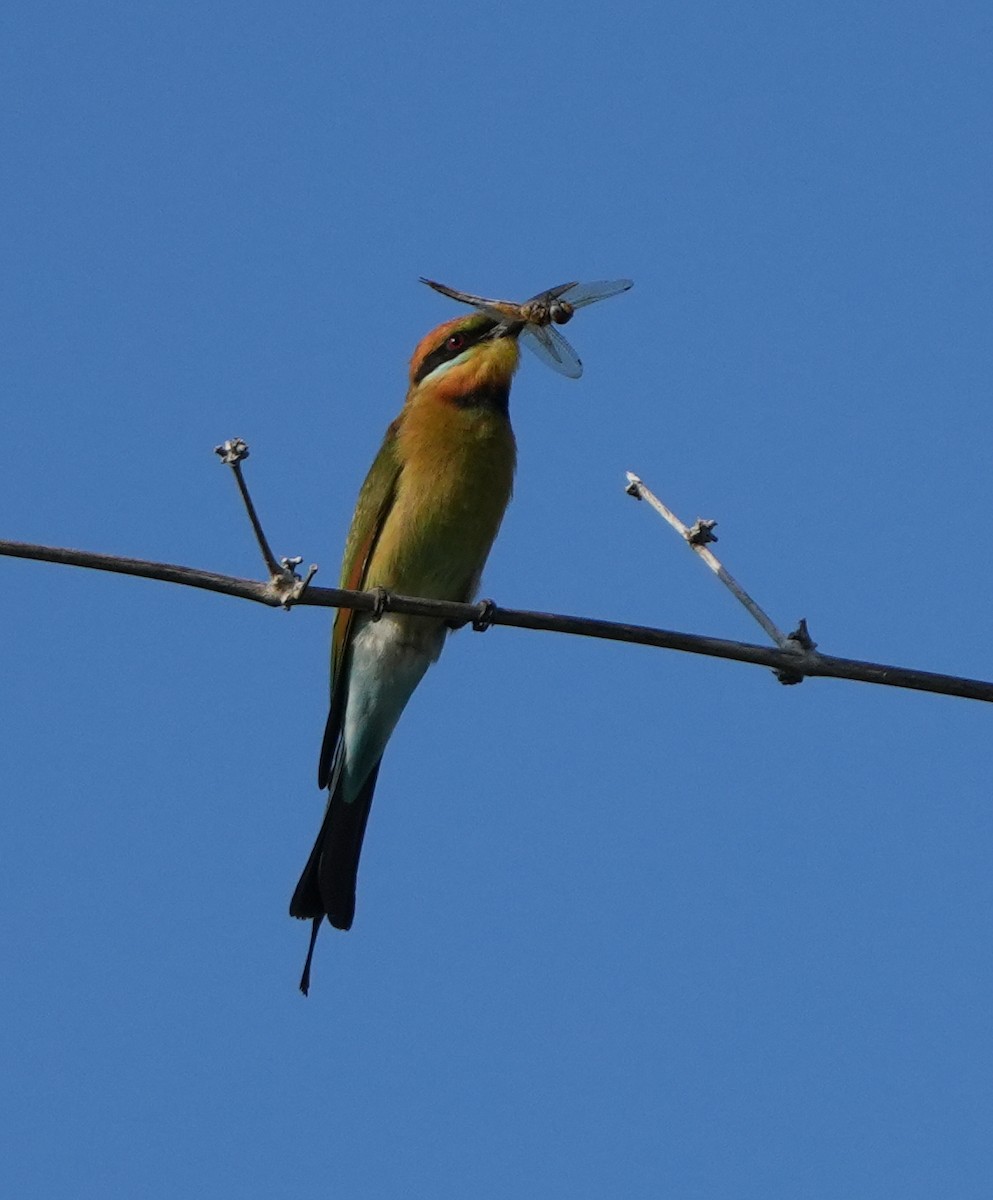 Rainbow Bee-eater - ML620630133