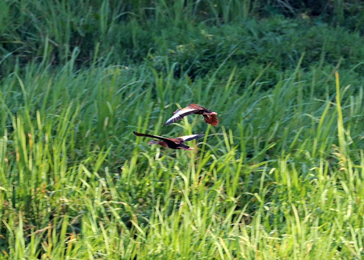 Dendrocygne à ventre noir - ML620630135