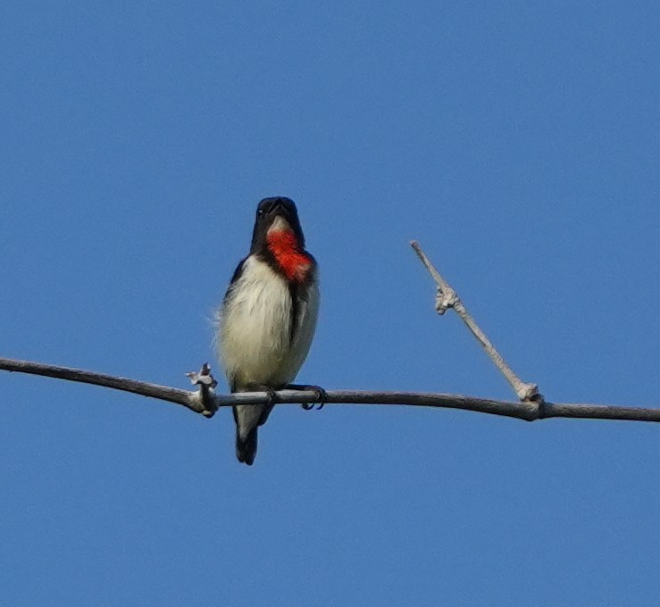 Red-chested Flowerpecker - ML620630137