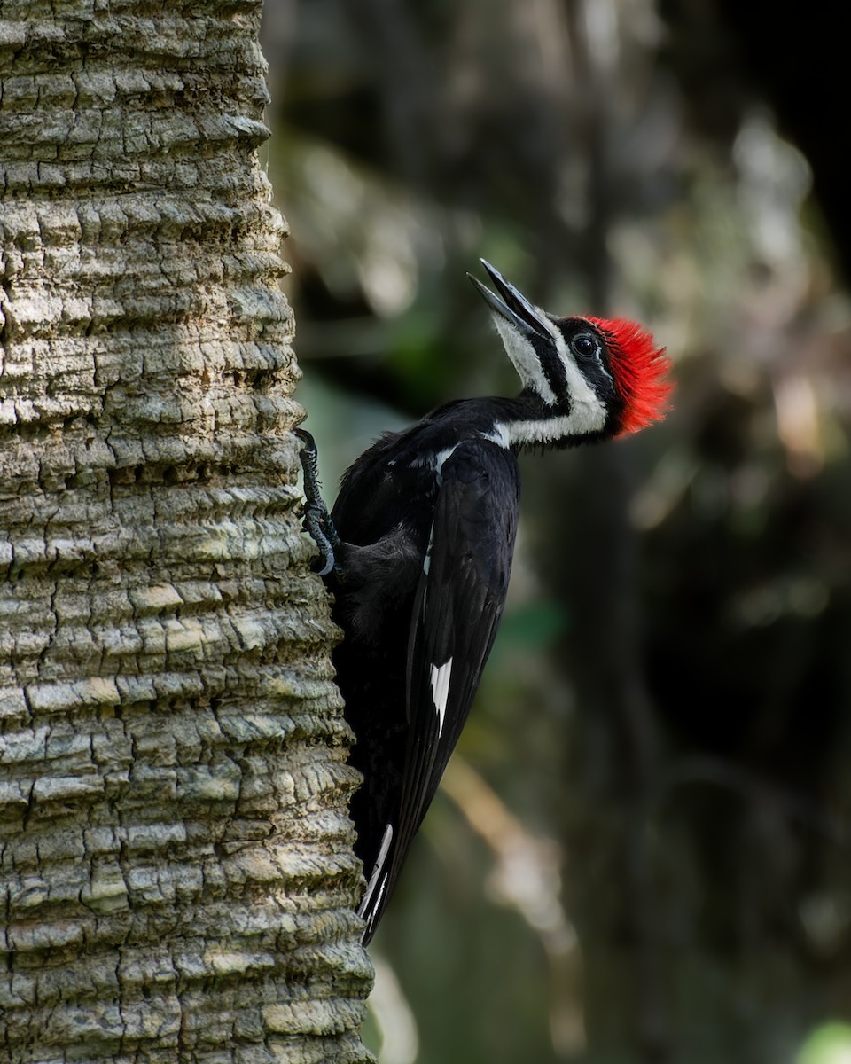 Pileated Woodpecker - ML620630139