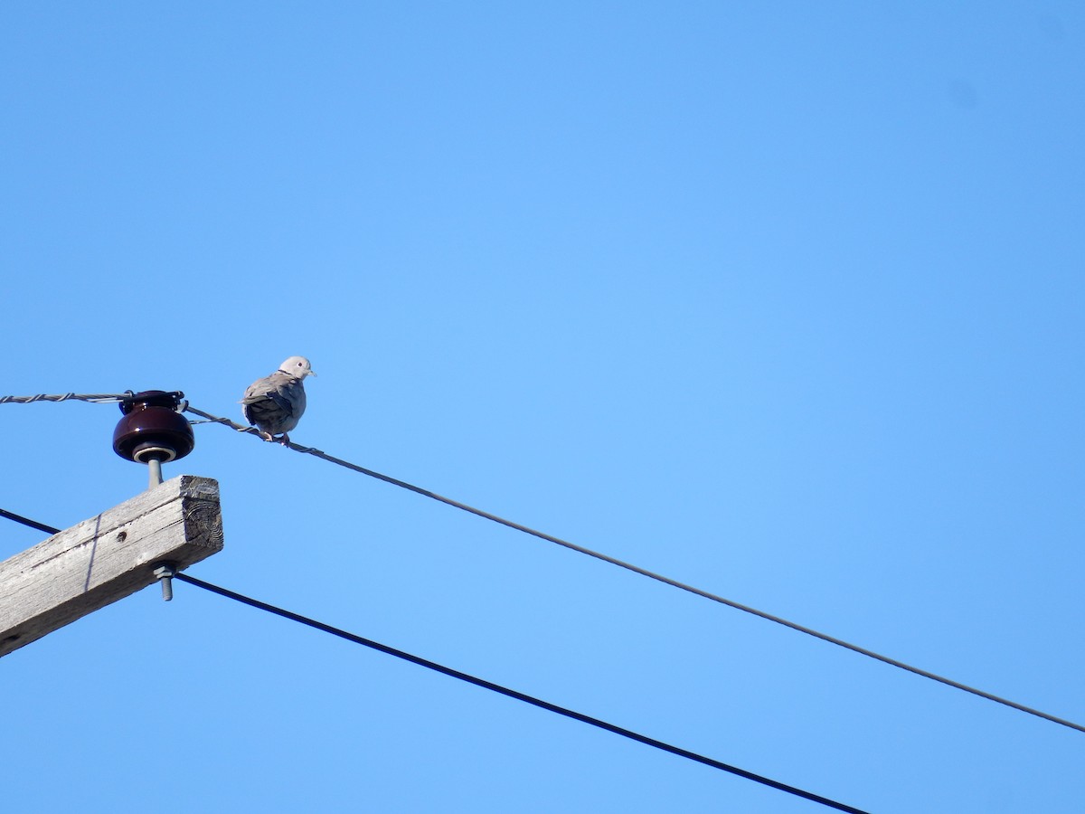 Eurasian Collared-Dove - Luc Blanchette