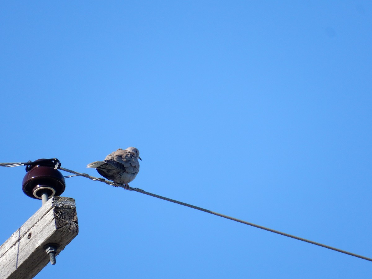 Eurasian Collared-Dove - ML620630142