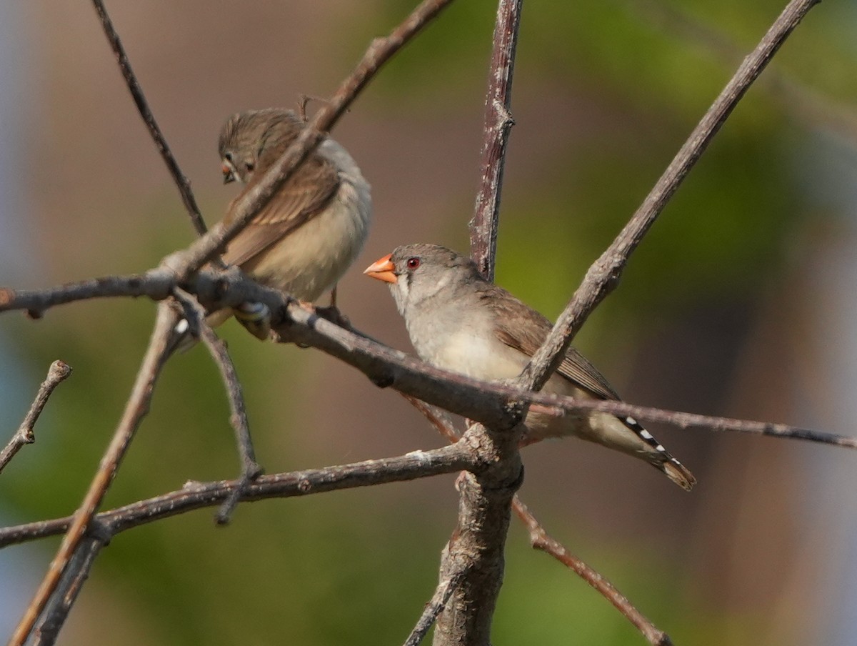 Zebra Finch - ML620630143