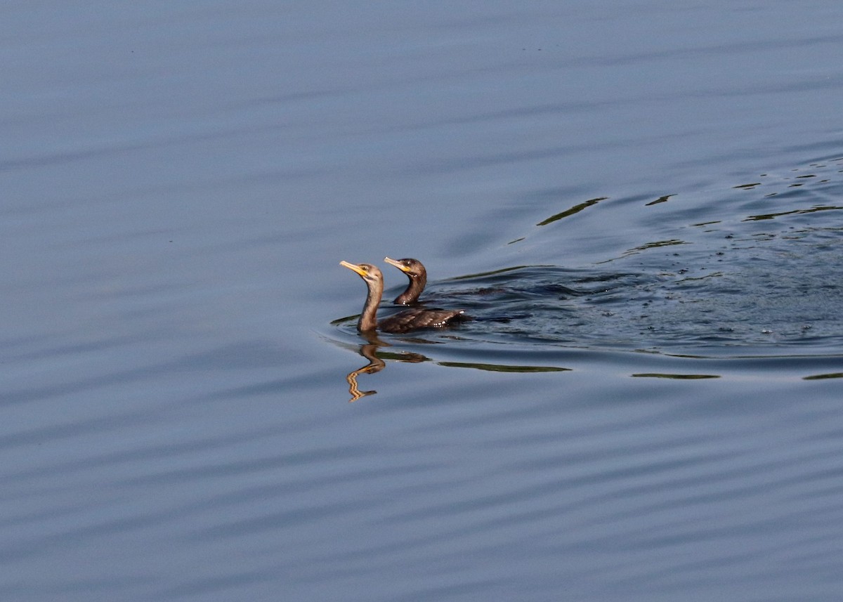 Cormorán Biguá - ML620630144