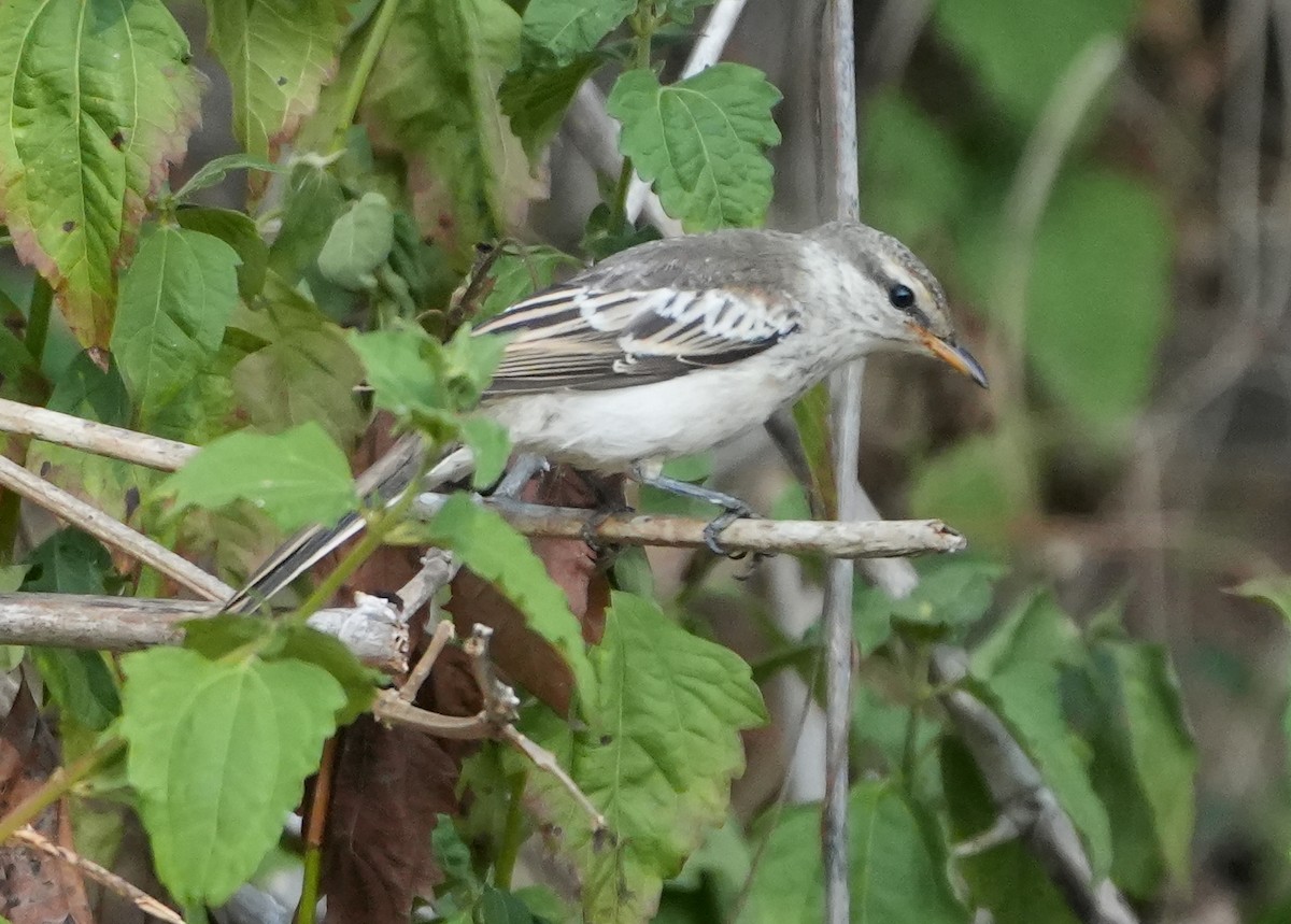 Weißschulter-Raupenfänger - ML620630147