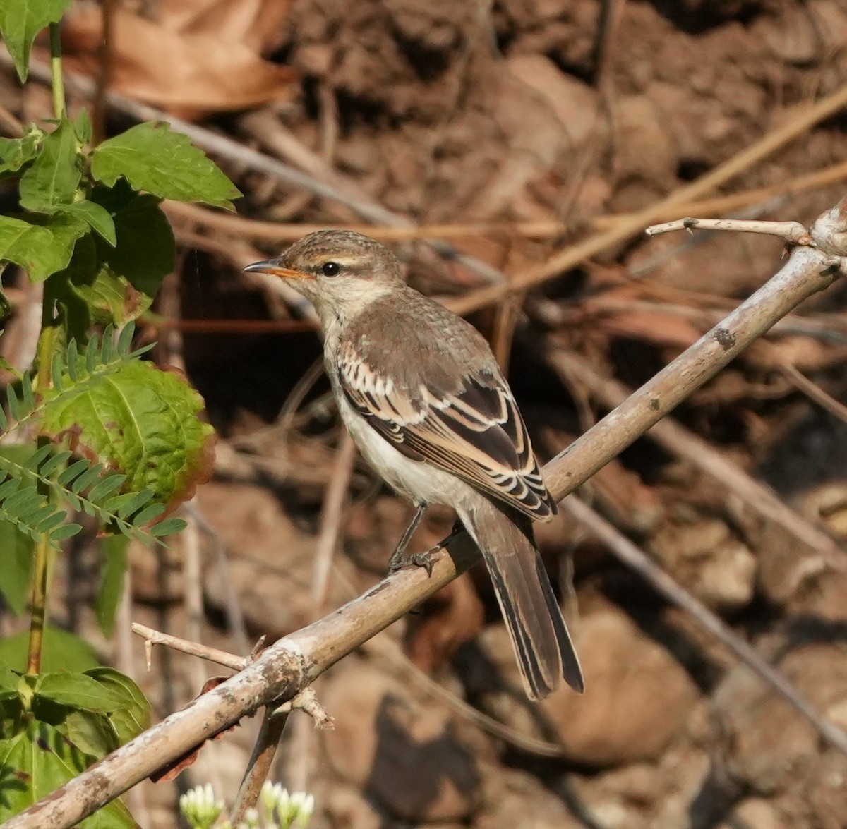 White-shouldered Triller - ML620630149