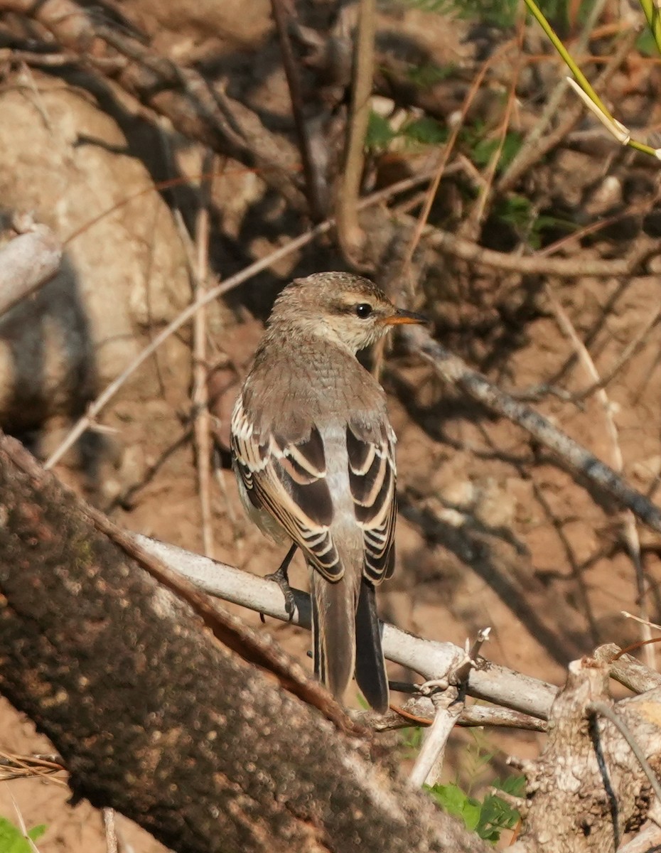 White-shouldered Triller - ML620630150