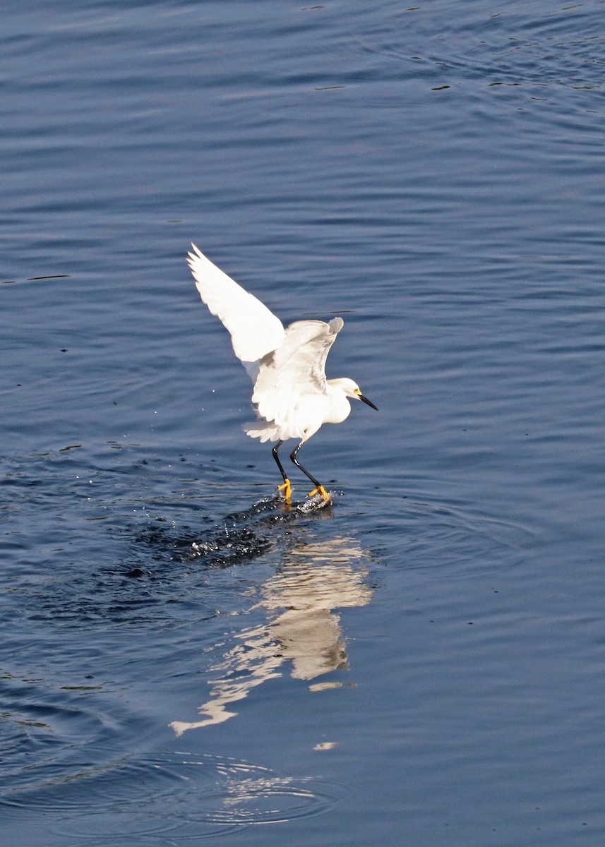 Snowy Egret - ML620630152