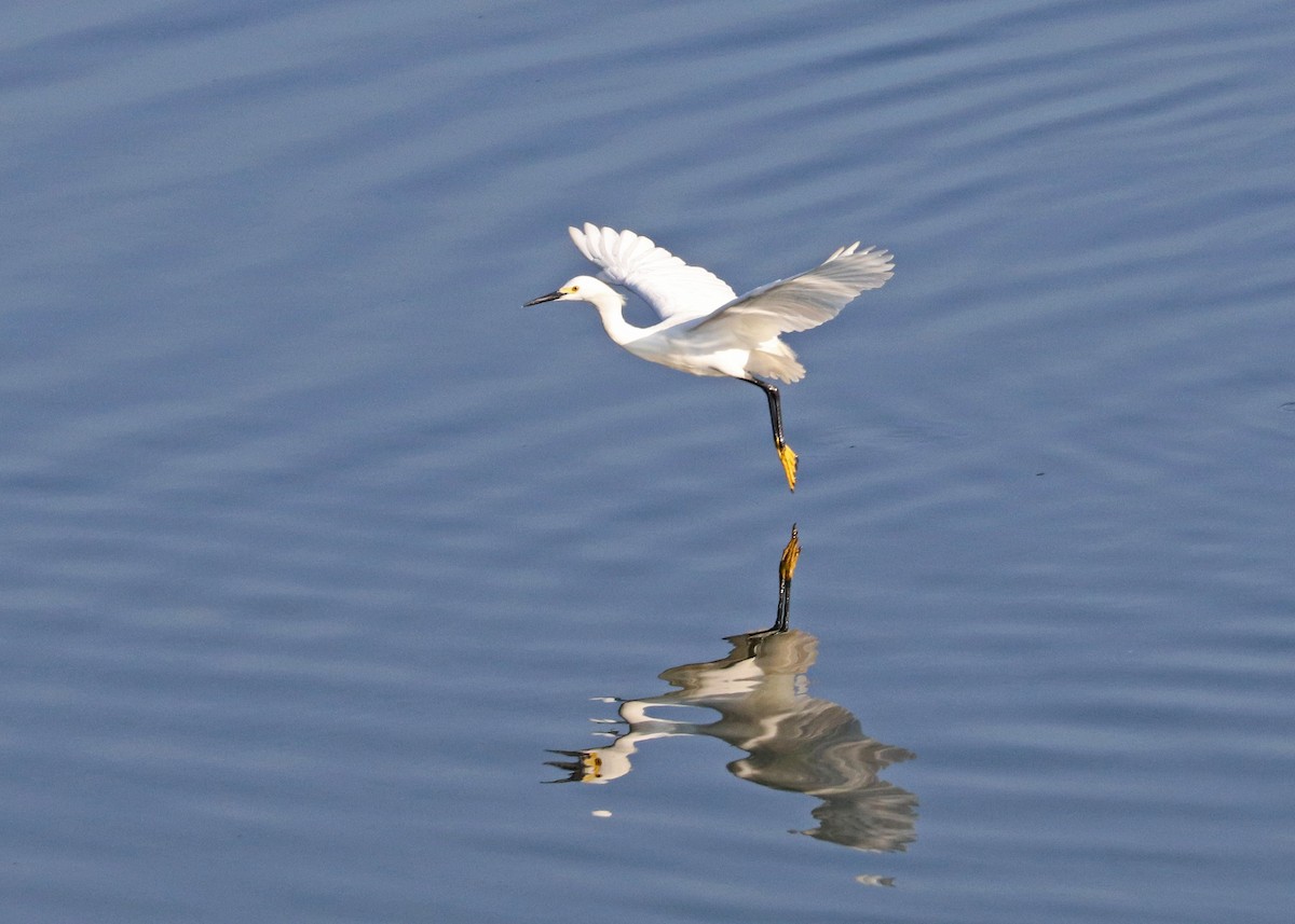 Snowy Egret - ML620630154