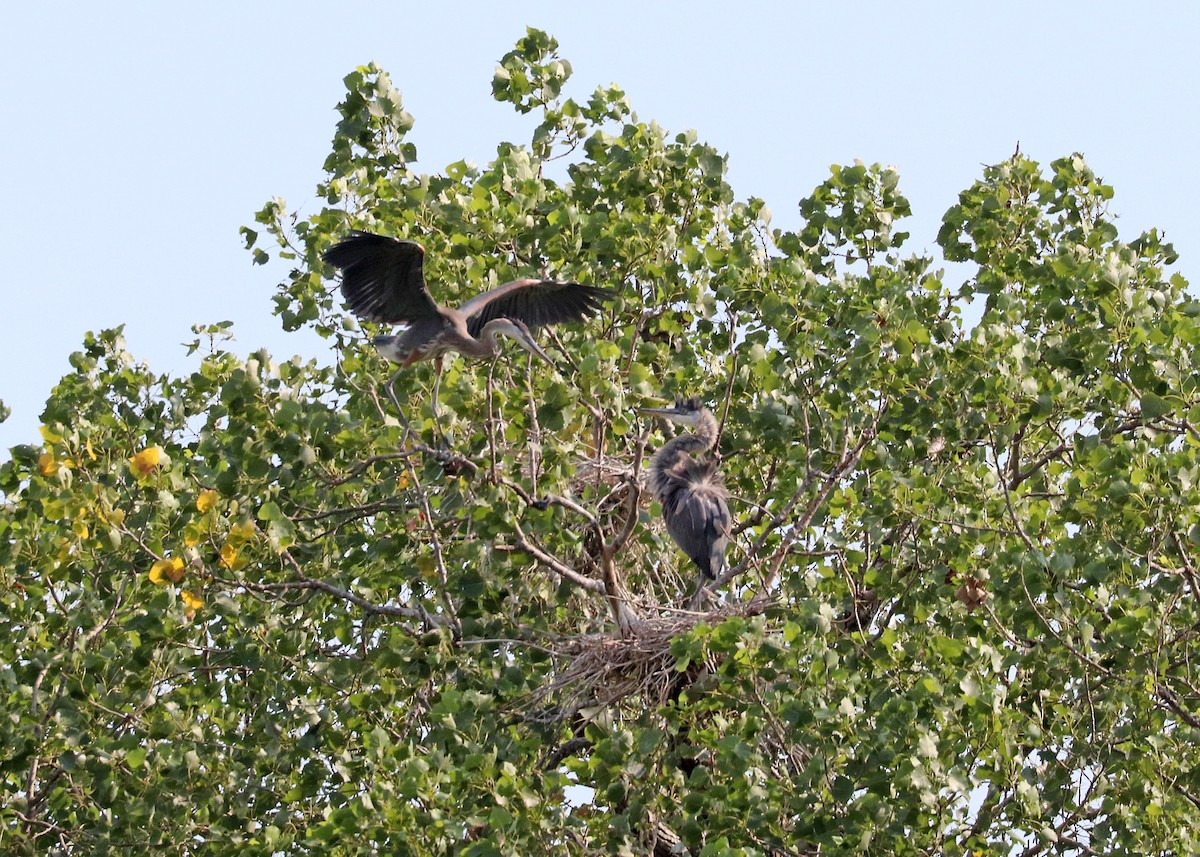 Great Blue Heron - ML620630159