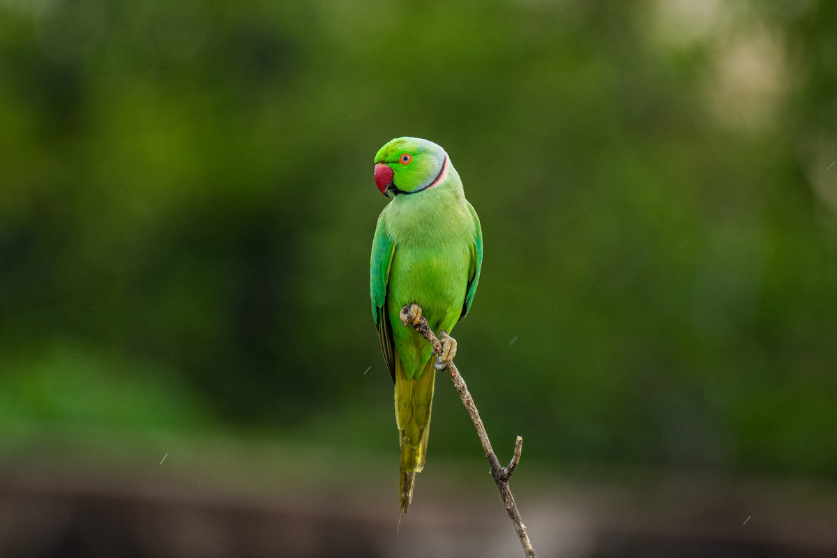 Rose-ringed Parakeet - ML620630162