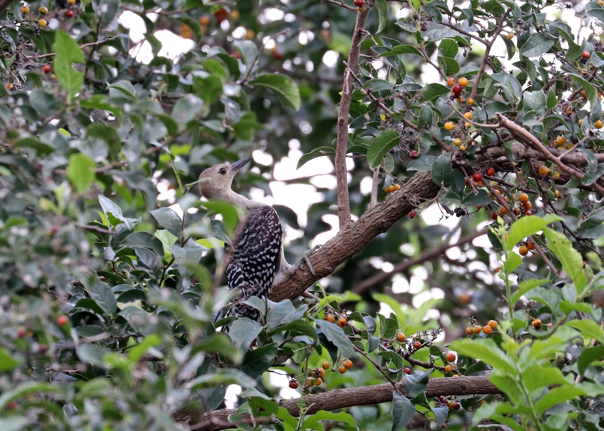 Red-bellied Woodpecker - ML620630163