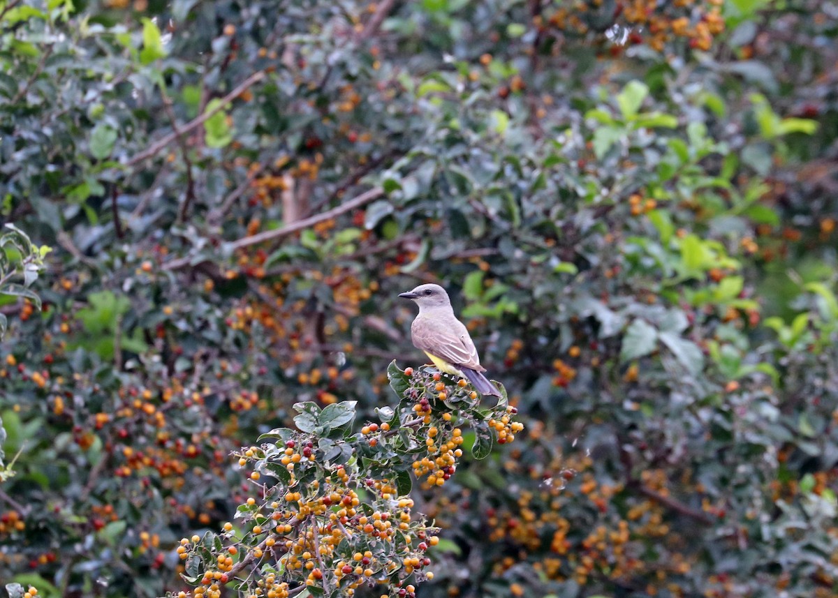 Western Kingbird - ML620630164