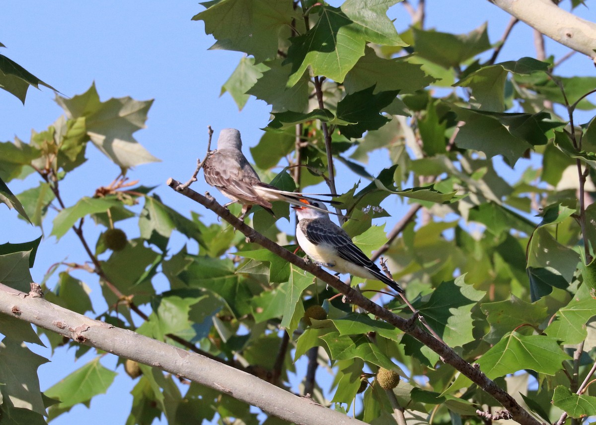 Scherenschwanz-Königstyrann - ML620630166