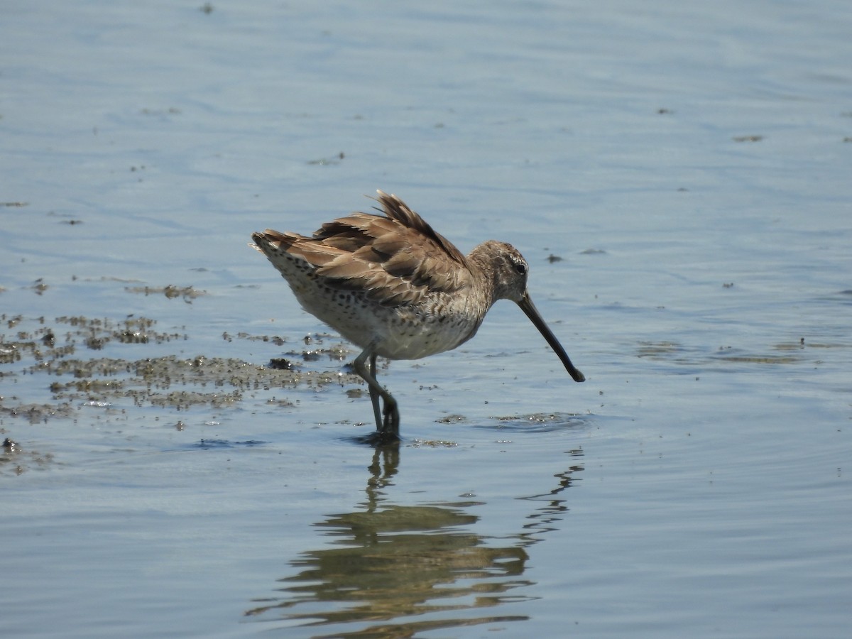 kortnebbekkasinsnipe - ML620630168