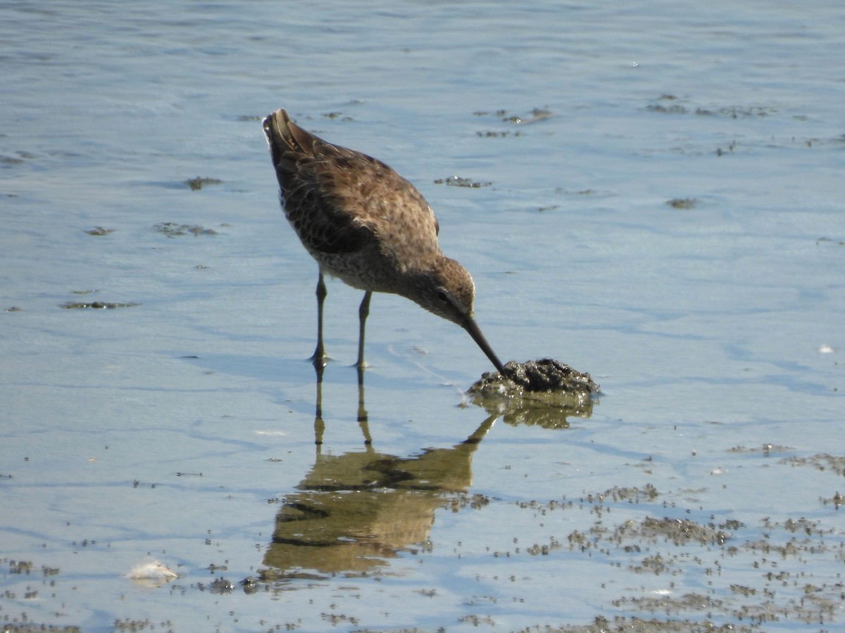 kortnebbekkasinsnipe - ML620630169