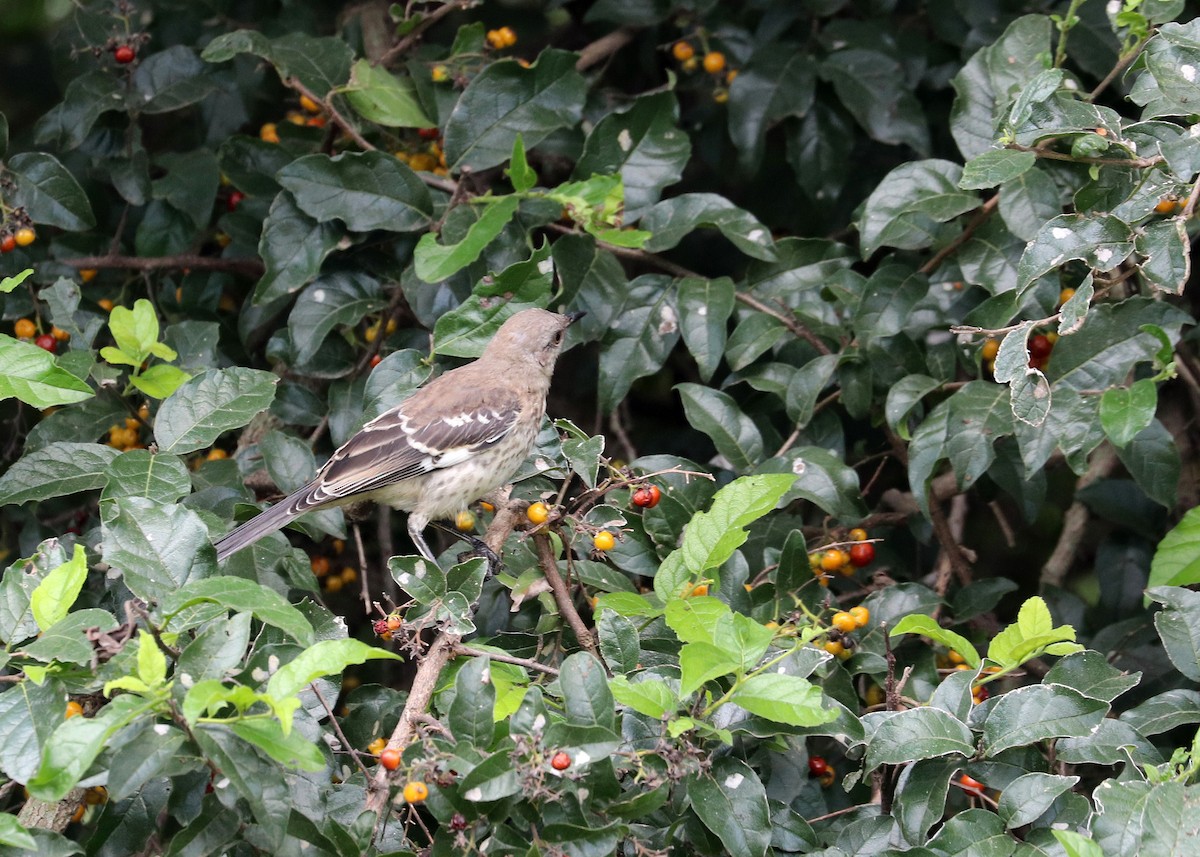 Northern Mockingbird - ML620630171