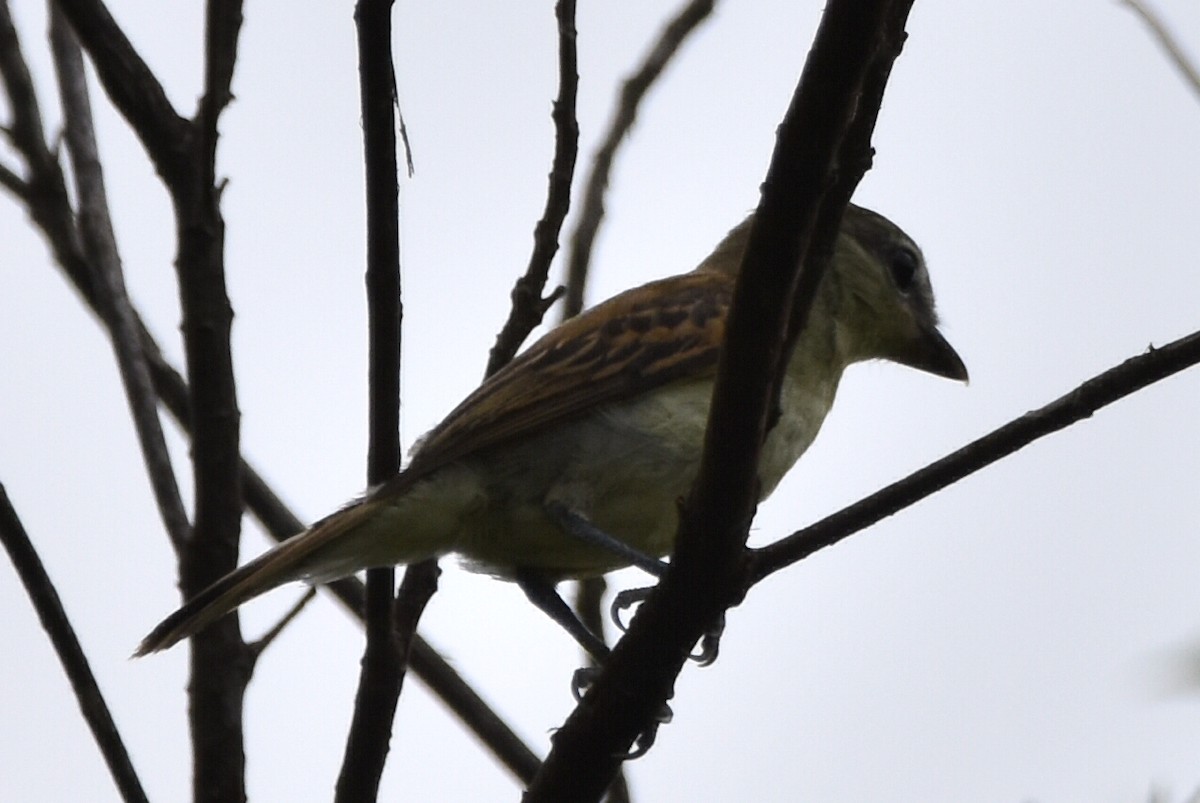 White-winged Becard - ML620630173