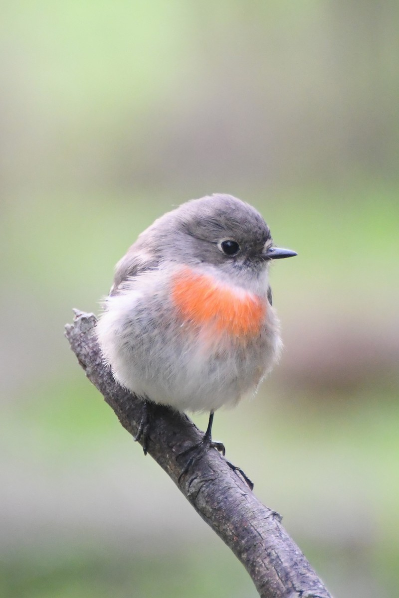 Scarlet Robin (Scarlet) - Michael Louey