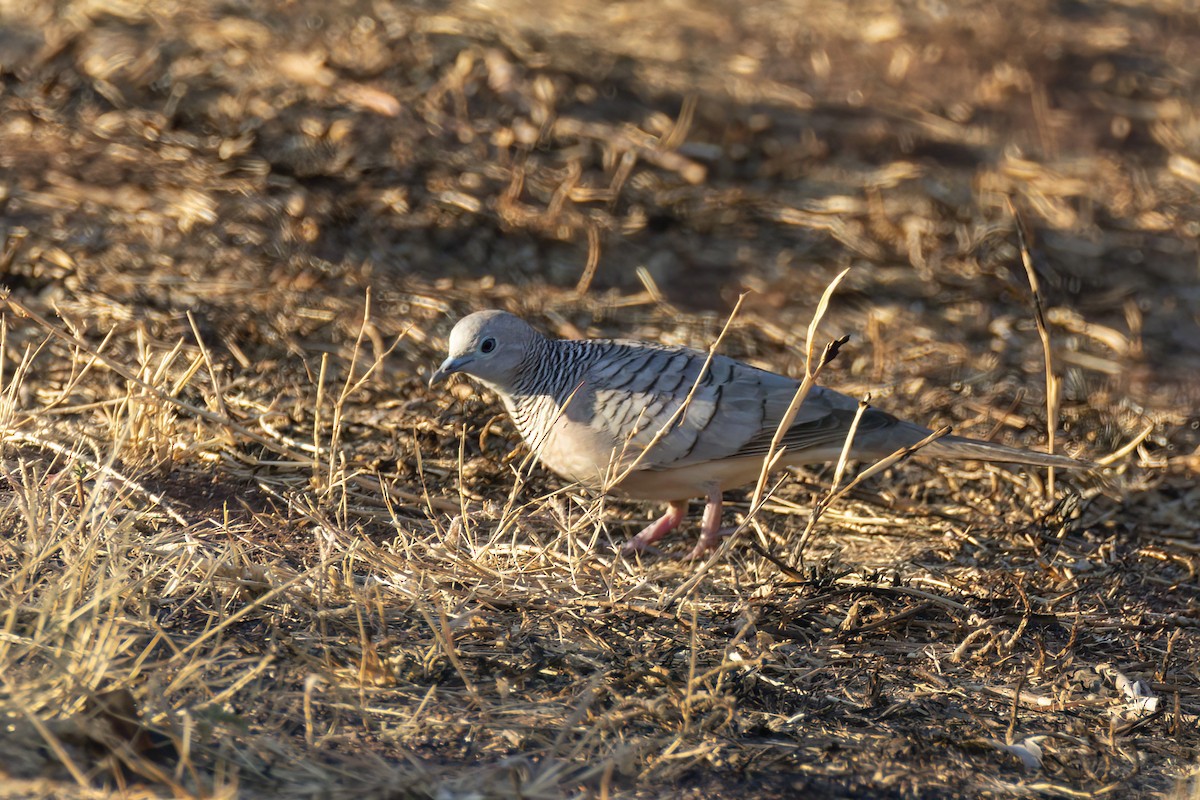 Peaceful Dove - Andreas Heikaus