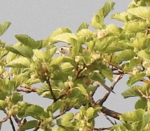 Dickcissel - ML620630178