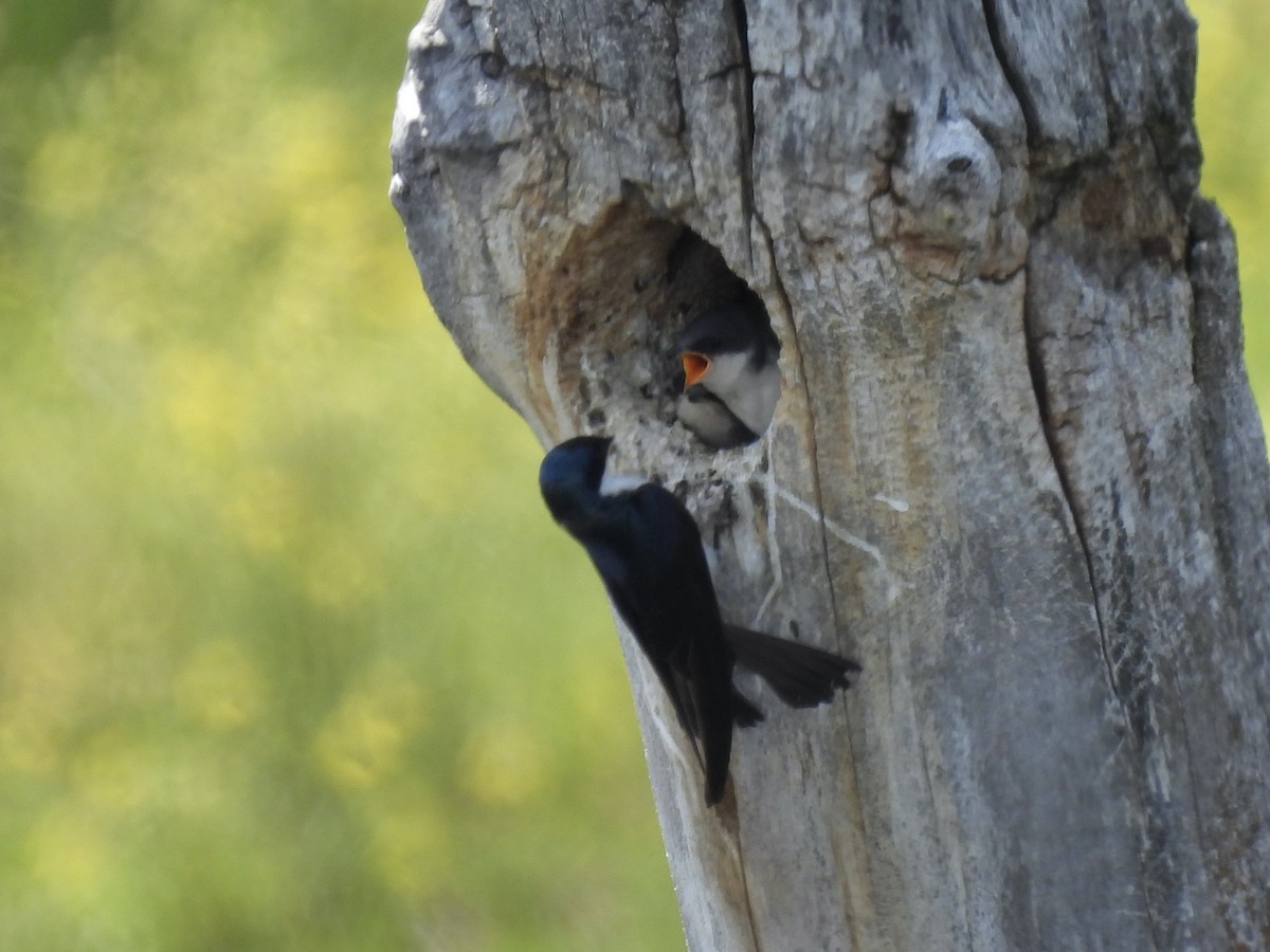 Golondrina Bicolor - ML620630180