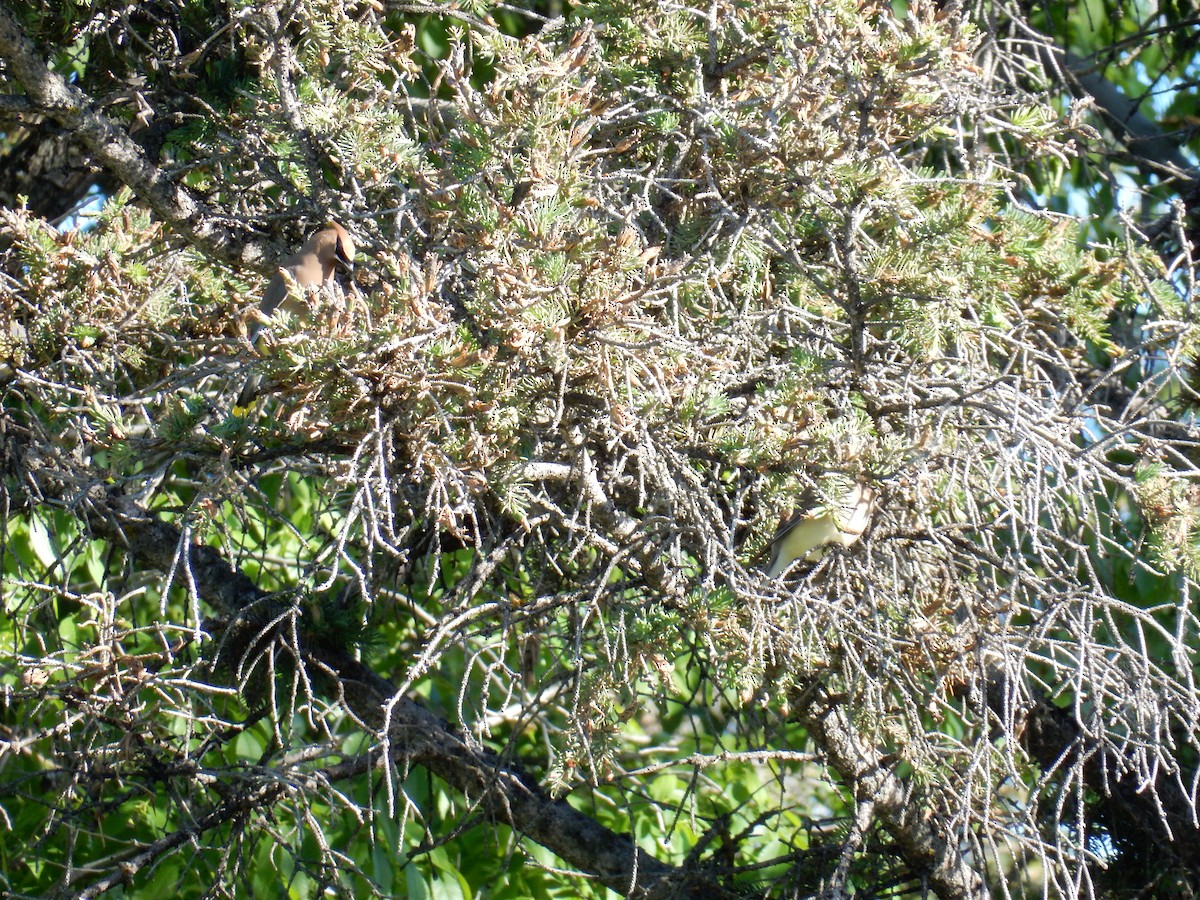 Cedar Waxwing - ML620630182