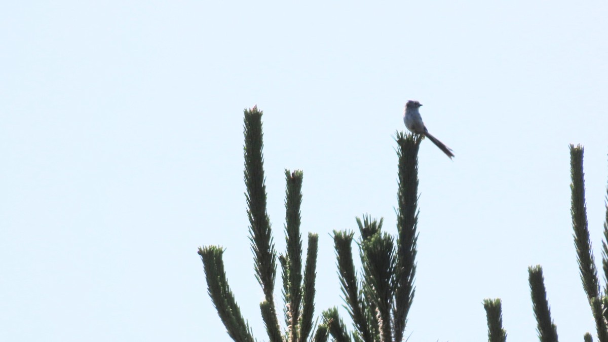 Long-tailed Tit - ML620630185