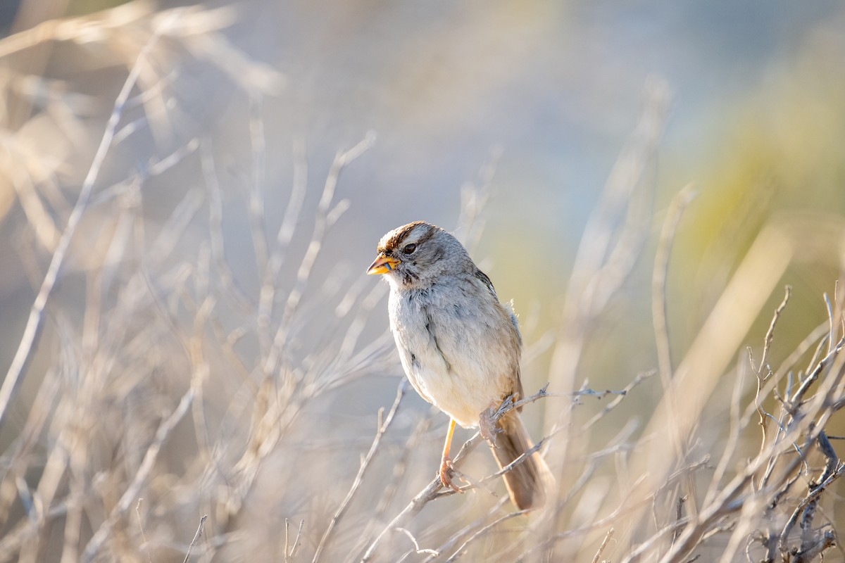 White-crowned Sparrow - ML620630193