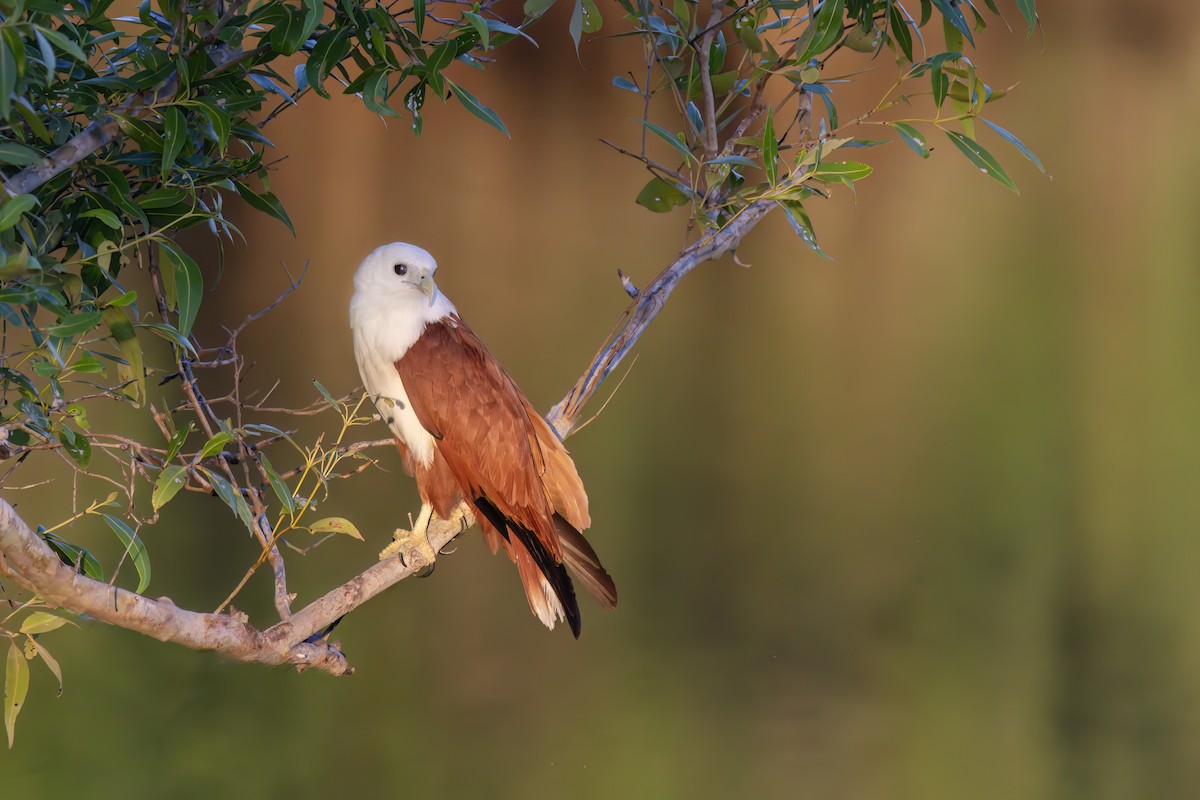 Brahminy Kite - ML620630195