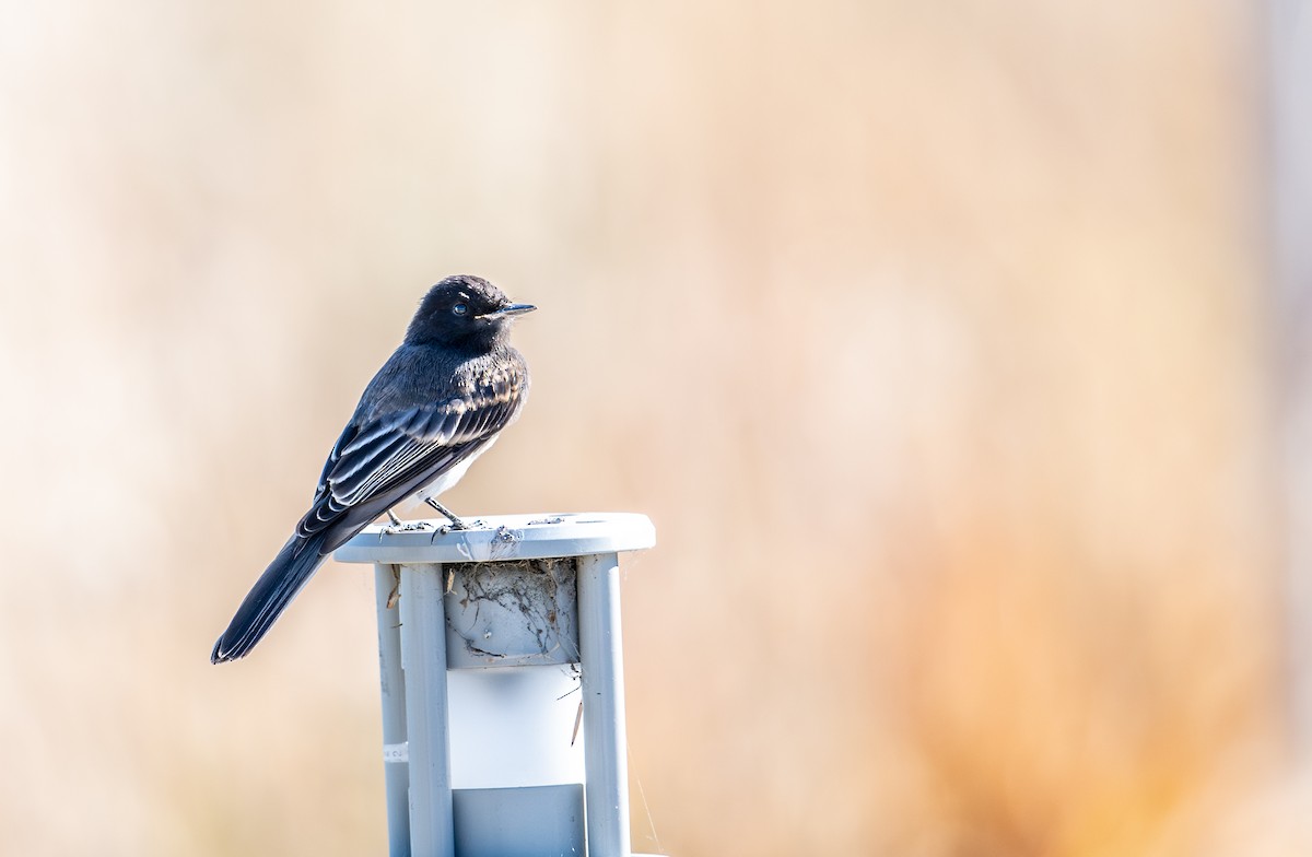 Black Phoebe - ML620630196